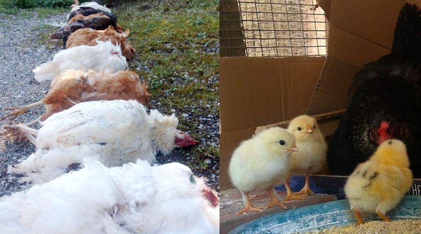 Immagine per Romans, delitto quasi perfetto in un pollaio di periferia
